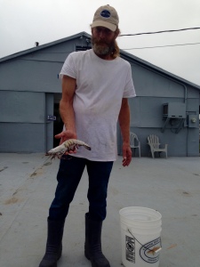 Jay from Nelson's Shrimp Dock next with the largest tiger shrimp he has seen (1/2 lb).